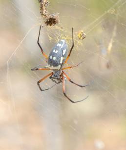 Red-legged Golden Orb-web Spider (Nephila sumptuosa)