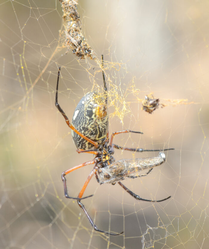 Red-legged Golden Orb-web Spider (Nephila sumptuosa)