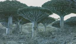 Dragon blood tree (Dracaena cinnabari) UV