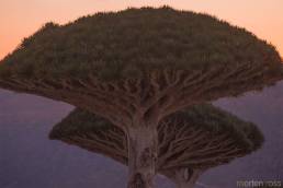 Dragon blood tree (Dracaena cinnabari)
