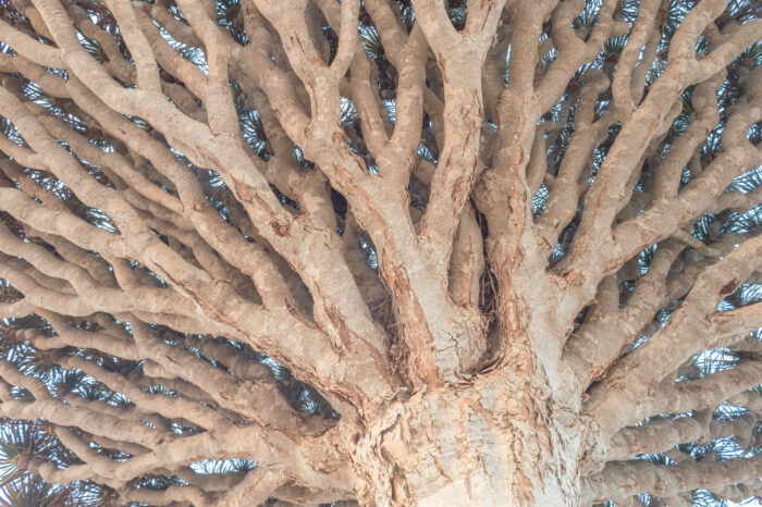 Socotra dragon blood tree (Dracaena cinnabari)