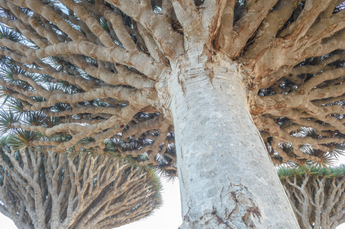 Dragon blood tree (Dracaena cinnabari)