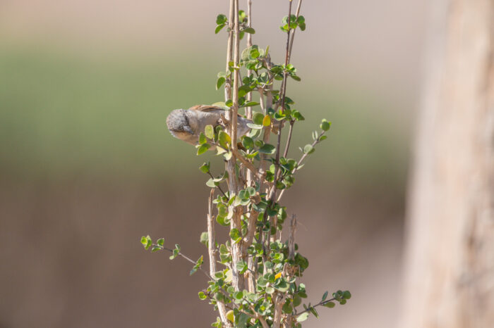 Socotra sparrow (Passer insularis)