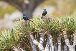 Socotra starling (Onychognathus frater)