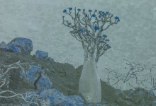 Socotra bottle tree (Adenium obesum ssp. socotranum) UV