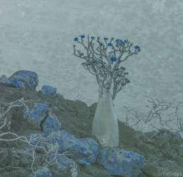 Socotra bottle tree (Adenium obesum ssp. socotranum) UV