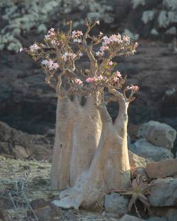 Socotra bottle tree (Adenium obesum ssp. socotranum)