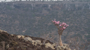Socotra bottle tree (Adenium obesum ssp. socotranum)
