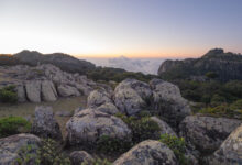 Skant twilight, Socotra