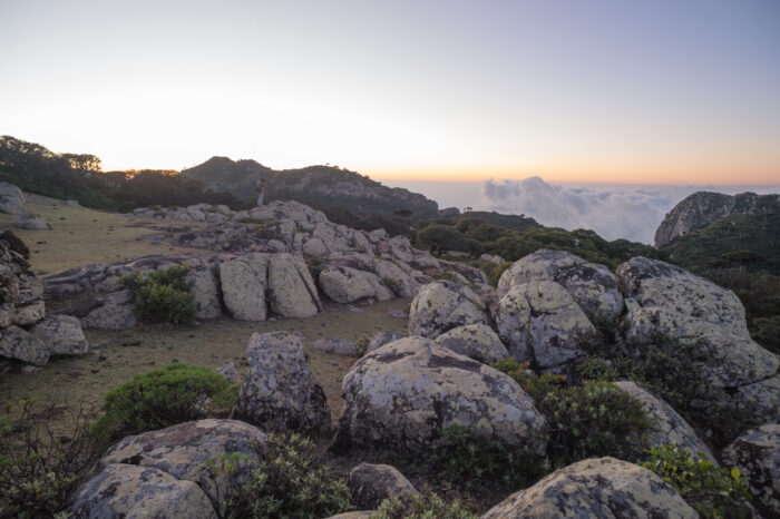 Skant twilight, Socotra