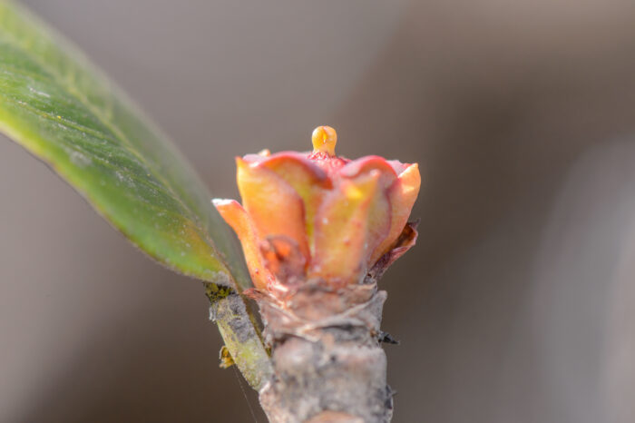 Euphorbia socotrana