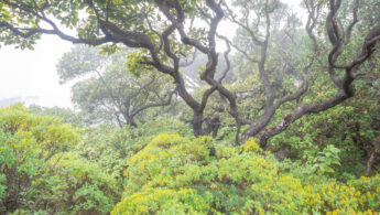 Socotra's montane forest
