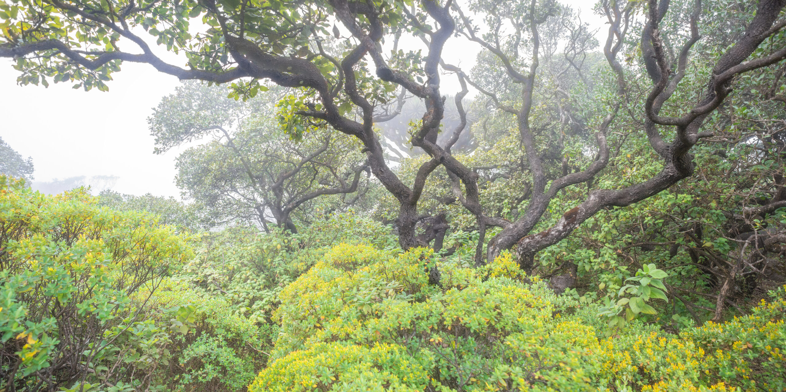 Socotra's montane forest