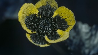 Bekkeblom (Caltha palustris) UV