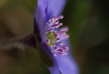 Blåveis (Hepatica nobilis)
