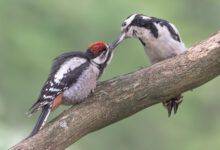 Flaggspett | Great spotted woodpecker (Dendrocopos major)