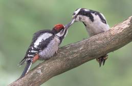 Flaggspett | Great spotted woodpecker (Dendrocopos major)