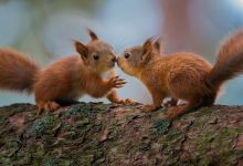 Ekorn / Red squirrel (Sciurus vulgaris)