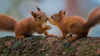 Ekorn / Red squirrel (Sciurus vulgaris)