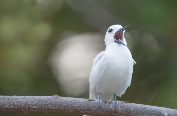White tern (Gygis alba)