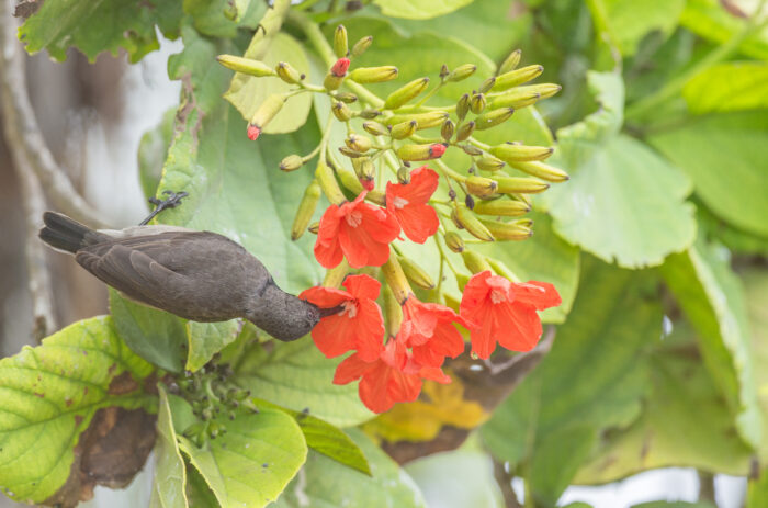 Seychelles Sunbird (Cinnyris dussumieri)
