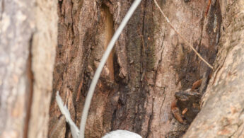 White-tailed Tropicbird (Phaethon lepturus)