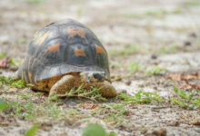 Radiated Tortoise (Astrochelys radiata)