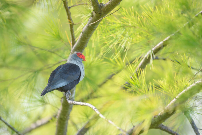 Seychelles blue pigeon (Alectroenas pulcherrimus)