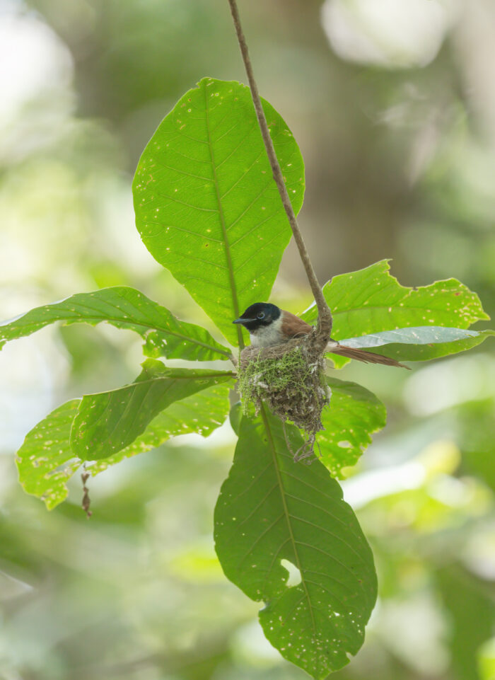 Seychelles Paradise-Flycatcher (Terpsiphone corvina)