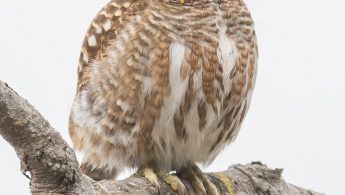 Collared owlet (Taenioptynx brodiei)