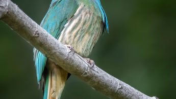 Blue-bearded bee-eater (Nyctyornis athertoni)