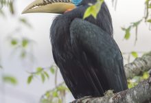 Rufous-necked hornbill (Aceros nipalensis)