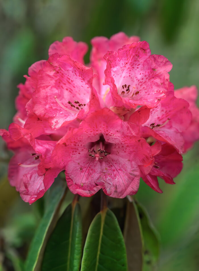 Rhododendron arboreum var. Roseum