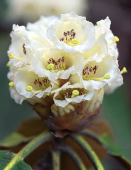 Rhododendron falconeri
