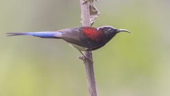 Black-throated sunbird (Aethopyga saturata)