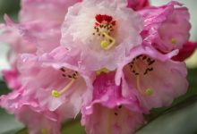 Rhododendron kesangiae var album