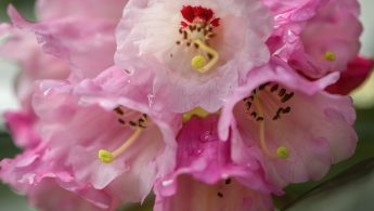 Rhododendron kesangiae var album