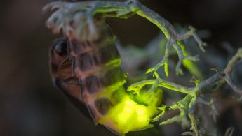 Sankthansorm / Common European glowworm (Lampyris noctiluca)