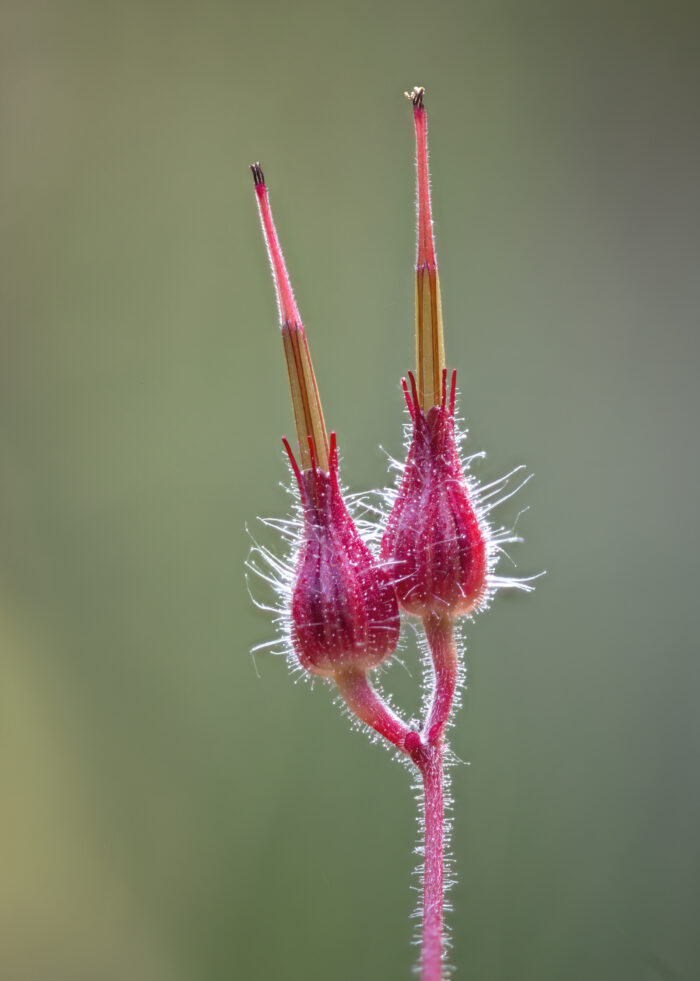 Stankstorkenebb | Herb Robert (Geranium robertianum)