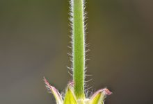 Blodstorkenebb / Bloody crane’s-bill (Geranium sanguineum)