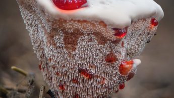 Skarp rustbrunpigg | Bleeding tooth fungus (Hydnellum peckii)