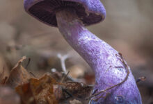 Mørkfiolett slørsopp | Violet webcap (Cortinarius violaceus)