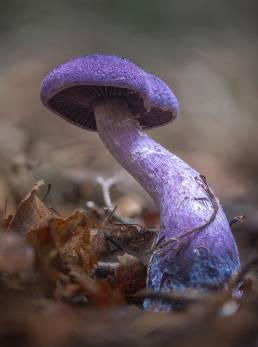 Mørkfiolett slørsopp | Violet webcap (Cortinarius violaceus)