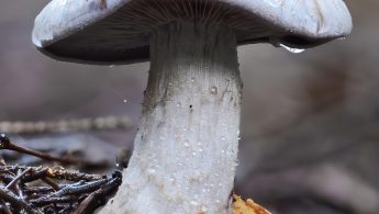 Sopp | Fungus, unknown species