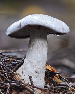 Sopp | Fungus, unknown species