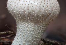 Vorterøyksopp | Common puffball (Lycoperdon perlatum)