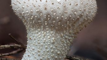 Vorterøyksopp | Common puffball (Lycoperdon perlatum)