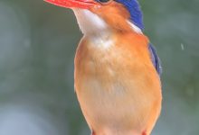 Principe kingfisher (Corythornis cristatus nais)