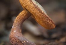 Principe fungus, unknown species