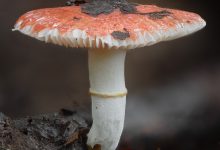 Principe gilled fungus, unknown species